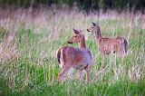 Two Deer In A Field_25308